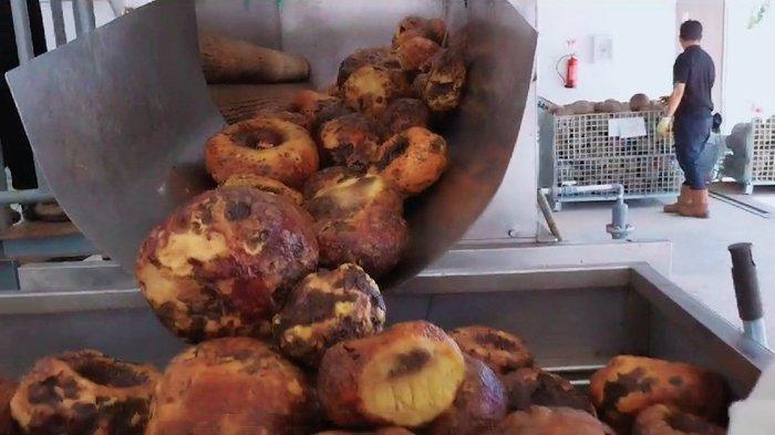 Proses pengolahan porang di pabrik yang terletak di kawasan Sekotong, Kabupaten Lombok Barat.