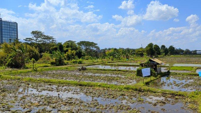 Lahan persawahan di wilayah Monjok Kota Mataram yang siap ditanami padi.