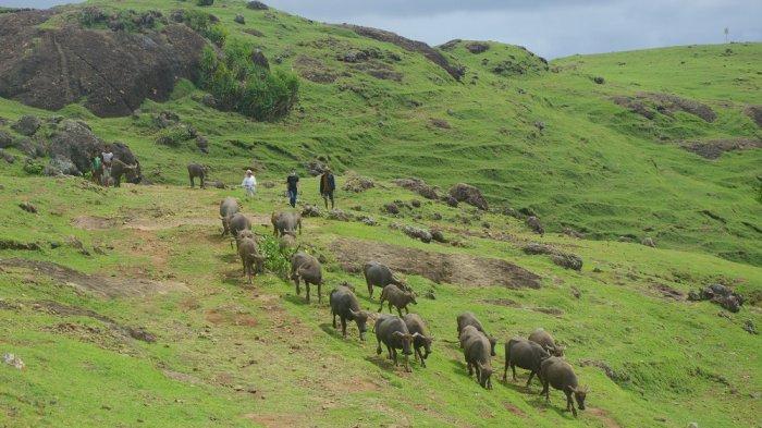 BUKIT MERESE: Pengembala kerbau melintas di Bukit Merese saat dua orang wisatawan tengah menikmati suasana di sana, Jumat (8/1/2021).