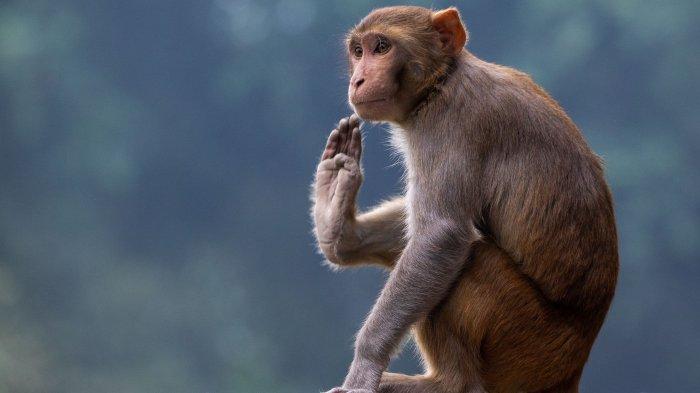Ilustrasi arti mimpi monyet