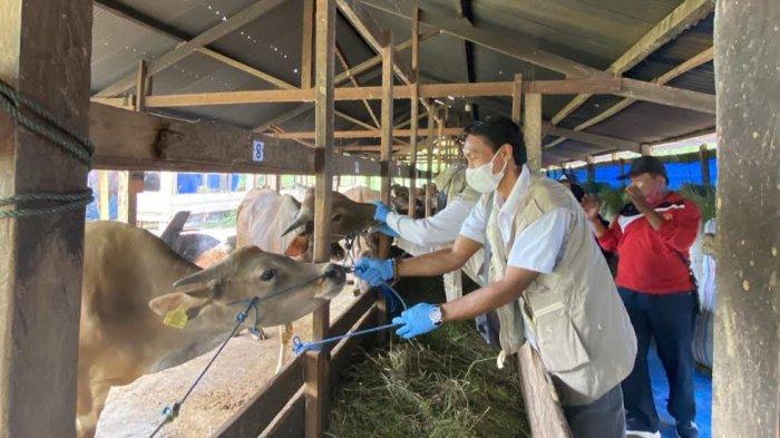 Petugas Dinas Peternakan Luwu periksa kesehatan hewan di Kecamatan Walenrang Utara, Kabupaten Luwu, Sulawesi Selatan, Kamis (6/6/2024).