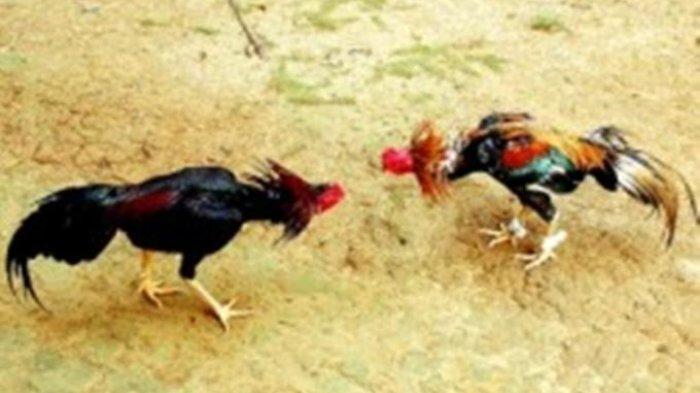 ILUSTRASI SABUNG AYAM -