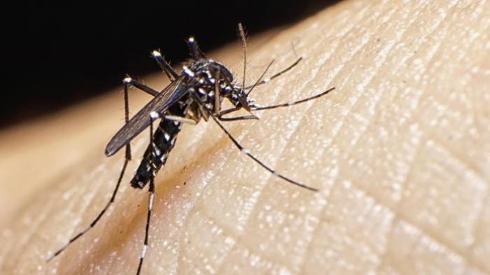 Nyamuk Aedes Aegypti.