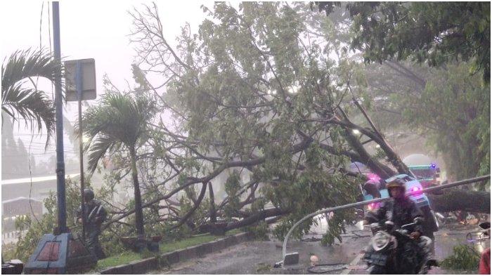 Pohon tumbang di Jl DR Ratulangi atau poros Maros-Pangkep timpa kendaraan umum jenis petepete, Jumat (12/1/2023).