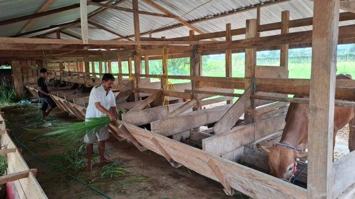 SAPI KURBAN - Pedangang sapi di Desa Ajakkang, Kecamatan Soppeng Riaja, Kabupaten Barru, Rahman memberi pakan sapi dagangannya, Senin (19/5/2025). Jelang Idul Adha atau Idul Kurban, harga sapi di Barru terpantau naik.