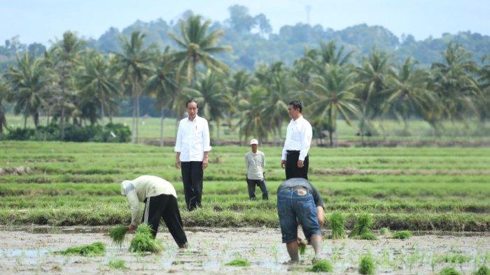 Presiden Joko Widodo (Jokowi) didampingi Menteri Pertanian (Mentan) Andi Amran Sulaiman meninjau pelaksanaan program pompanisasi Kementerian Pertanian di Kabupaten Bone, Sulawesi Selatan, Kamis (4/7/2024)