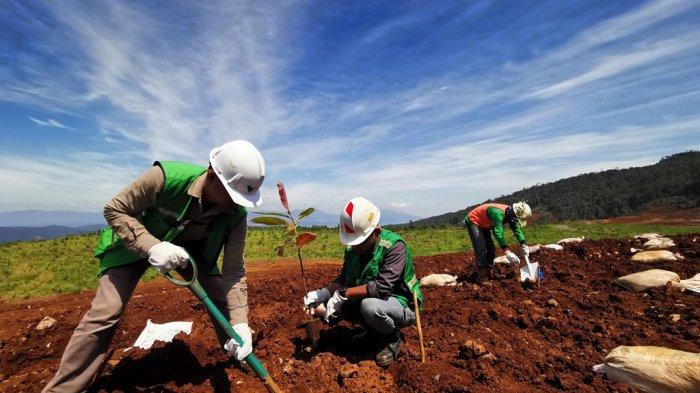 Pekerja menanam pohon rangkaian program revegetasi atau penanaman pohon kembali di areal bekas tambang yang telah di eksploitasi di kawasan pertambangan nikel PT. Vale di Soroako, Luwu Timur, Sulawesi Selatan, beberapa hari lalu