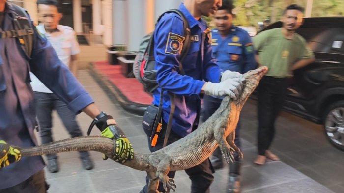 Evakuasi Biawak - seekor biawak berukuran 1 meter “bertamu” ke kantor Bupati Maros, Jalan Jenderal Sudirman, Rabu(7/5/2025) sore. Tim Animal Rescue dari Dinas Pemadam Kebakaran (Damkar) Kabupaten Maros telah mengevakuasi sebanyak 96 ekor reptil dari permukiman warga dalam rentang waktu Januari hingga April 2025.
