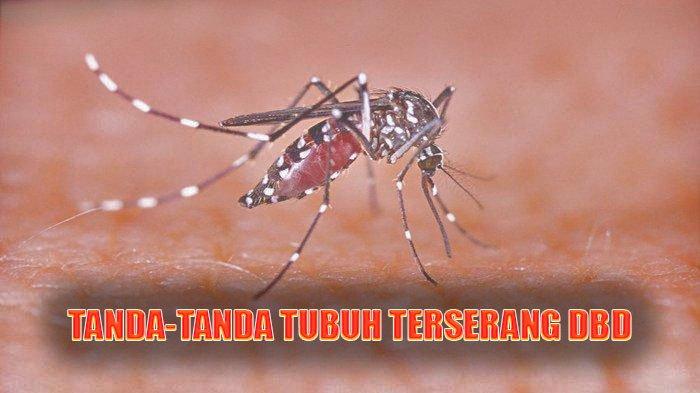 7 Tanda Tubuh Diserang DBD.