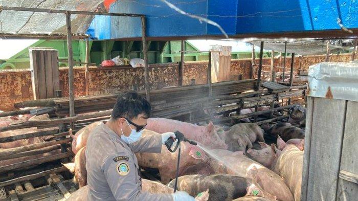 750 ekor babi dewasa asal Bali bisa masuk ke Sulut setelah menjalani proses kekarantinaan.