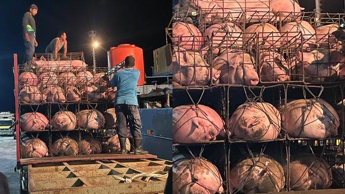 Antisipasi Krisis Babi di Sulut, Olly Dondokambey datangkan Indukan Babi dari Bali