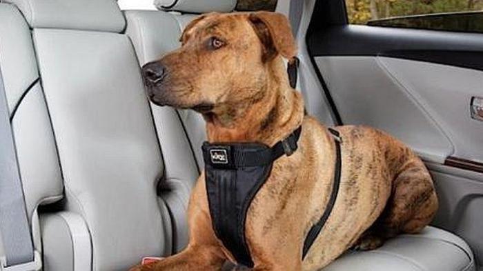 Dogger anjing intai Sulawesi Utara jelang hari raya Natal 2024.
