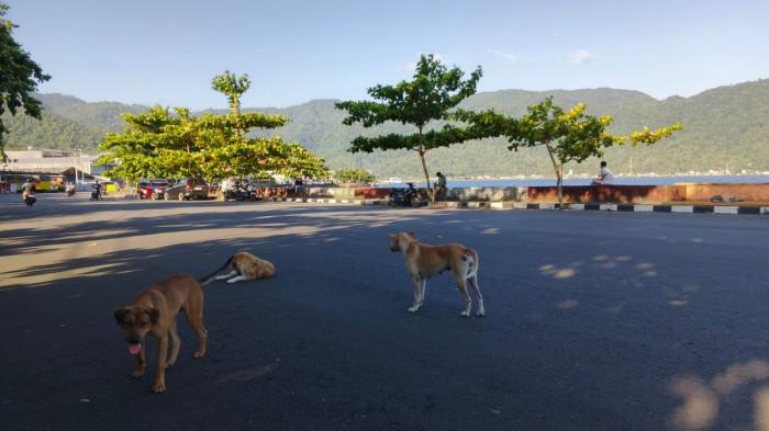 ANJING - Anjing berkeliaran di jalanan Kecamatan Tahuna, Kabupaten Kepulauan Sangihe, Sulawesi Utara. Warga minta pemilik dan pemerintah menertibkan anjing di jalanan.
