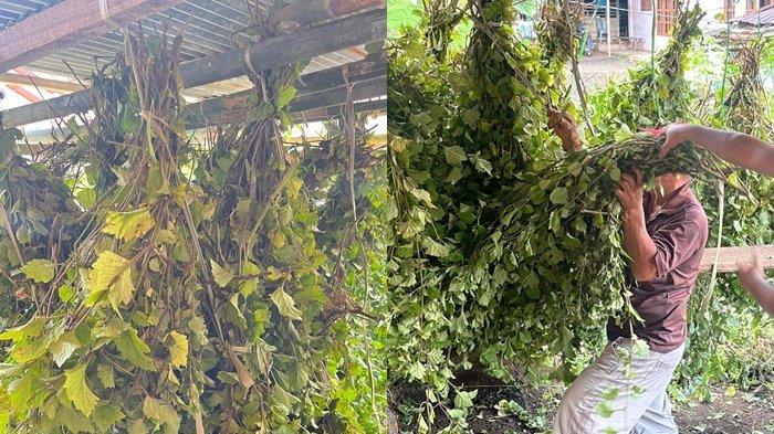 HARGA NILAM - Harum Nilam Kembali Semerbak, Harapan Petani di Picuan Minahasa Selatan Kini Kian Menguat