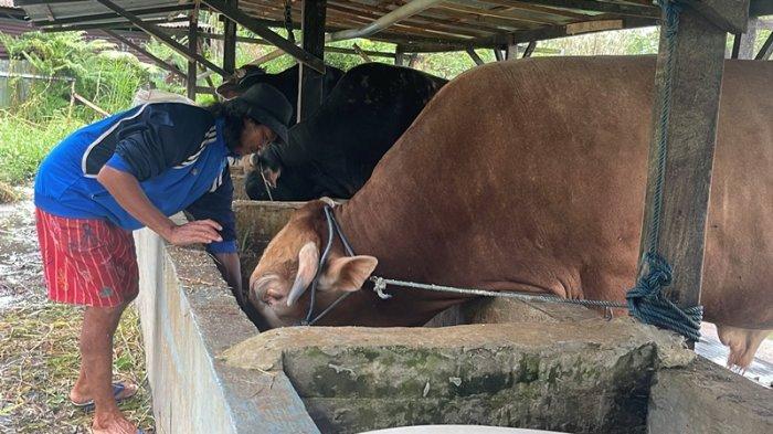HEWAN KURBAN - Inilah tiga dari empat ekor sapi ukuran puluhan kilogram,yang merupakan hewan kurban dari Presiden RI Prabowo Subianto asal Kabupaten Minahasa Utara (Minut).