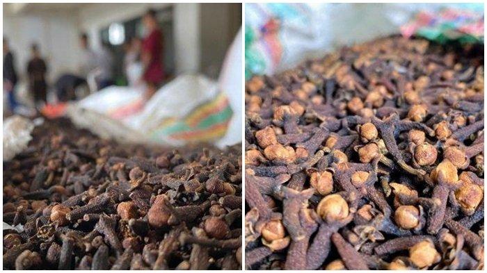 Harga Cengkih Terbaru di Manado Sulawesi Utara, Naik Lagi, Petani Ramai-ramai Menjual