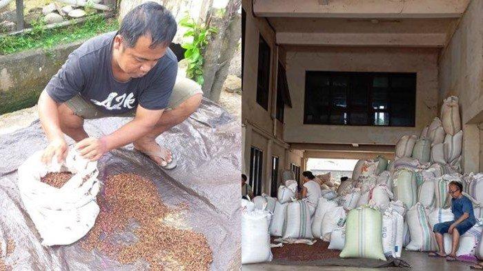 Harga Cengkih di Manado Sulawesi Utara Hari Ini Rabu 7 Agustus 2024, Begini Harapan Petani