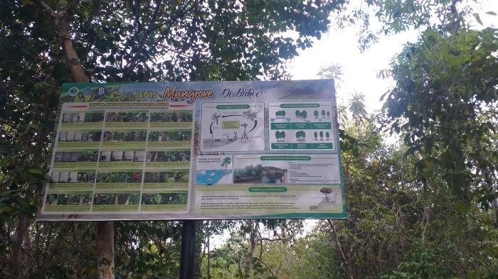 Hutan mangrove Desa Bahoi, Likupang Barat, Minut, Sulawesi Utara