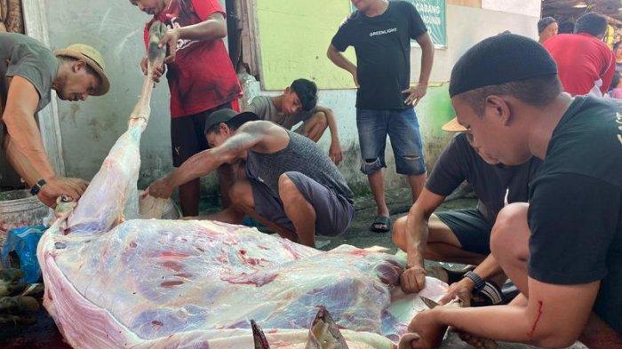 IDUL ADHA - Potret Penyembelihan hewan kurban di Masjid Miftahul Jannah Kota Manado. Mereka menyembelih 11 Hewan Kurban untuk dibagikan kepada 530 warga.