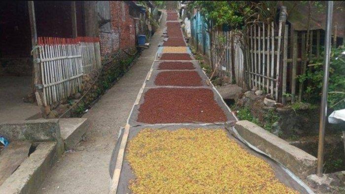 Potret cengkih saat dijemur.