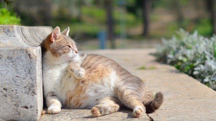 Ilustrasi kucing hamil. Arti Mimpi Tentang Kucing Hamil.