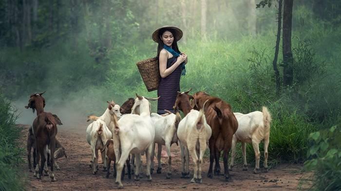 Ilustrasi memelihara kambing