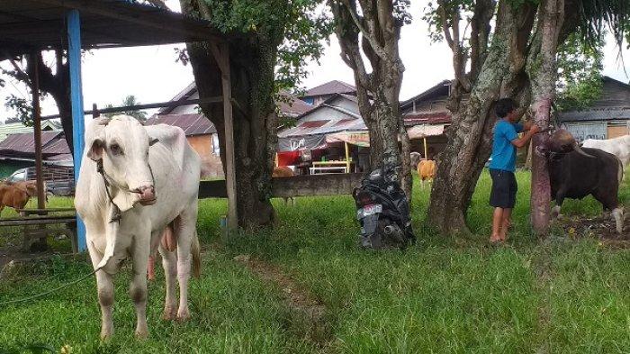 HEWAN KURBAN: Potret sapi yang dijual di Kelurahan Gogagoman, Kotamobagu, Sulut. Menjelang Hari Raya Idul Adha 1446 Hijriah, permintaan hewan kurban di Kota Kotamobagu mulai meningkat.