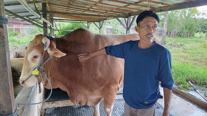 KURBAN: Joko Sugianto bersama sapi limosin miliknya di kandang, Desa Mapanget, Kecamatan Talawaan, Minahasa Utara, Sulut beberapa waktu lalu.