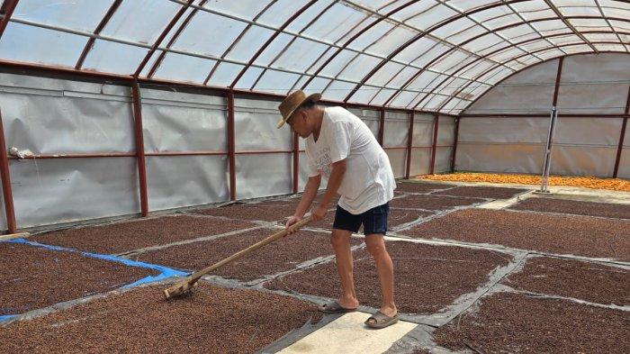 Memakai kaos dan celana pendek, Olly Dondokambey asyik mengaduk cengkih yang dijemur di lantai dengan sebuah peralatan.