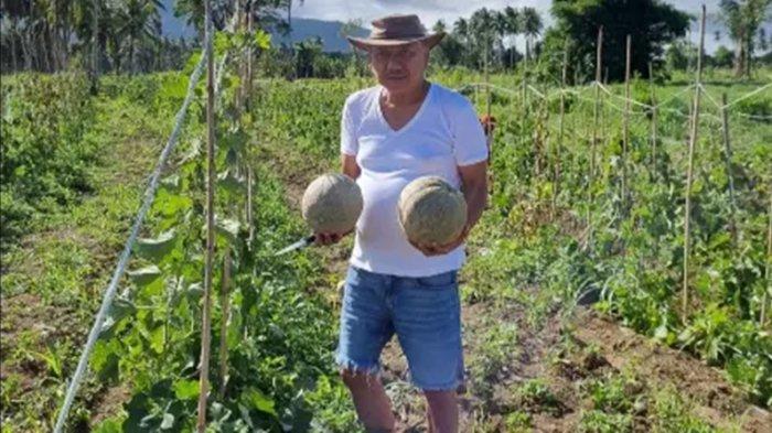 Gubernur Sulawesi Utara, Olly Dondokambey, panen buah melon di kebun miliknya di Desa Kolongan, Kecamatan Kalawat, Kabupaten Minahasa Utara, Sabtu (26/8/2023).