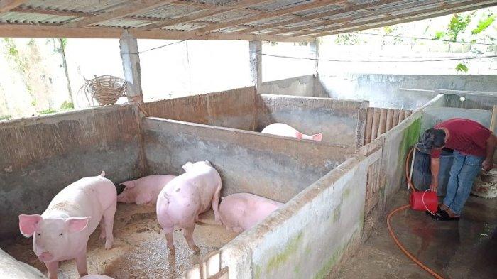 PETERNAKAN BABI - Peternakan babi skala rumahan di Tompaso, Minahasa. Harga daging babi di Sulawesi Utara masih tinggi akibat terbatasnya produksi babi potong.