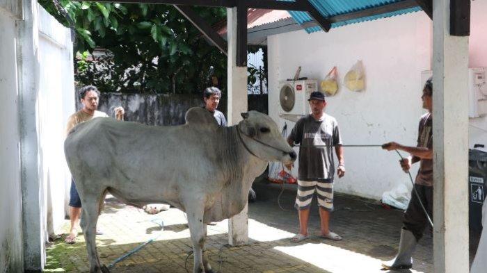 Sebanyak 177 pegawai yang tersebar di beberapa daerah wilayah kerja PLN UID Suluttenggo berbagi kurban sebanyak 33 ekor sapi kepada relawan dan masyarakat yang membutuhkan.