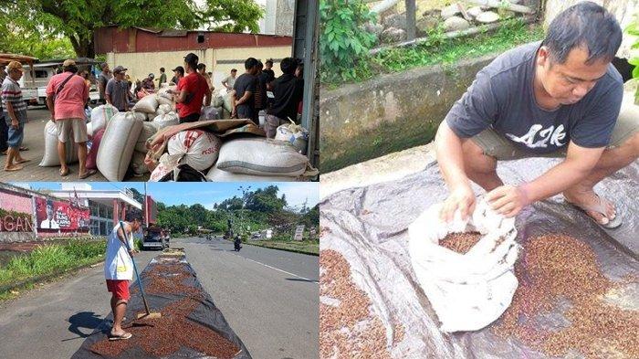 Para petani dan penjual cengkih di Sulawesi Utara