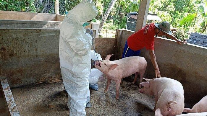 Pemerintah umumkan ASF atau African Swine Fever atau flu babi Afrika dikabarkan sudah masuk ke Sulawesi Utara (Sulut).