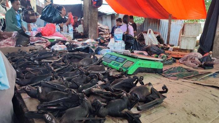 Potret warga berburu Daging Ular Piton, Paniki, Babi, Tikus dan Anjing Dijual di Pasar 54 Amurang H-1 Pengucapan