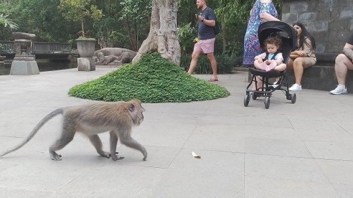 Wisatawan melihat seekor monyet di objek wisata Monkey Forest Ubud, Kamis (14/9).