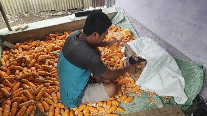 Petani jagung di Boltim Sulawesi Utara