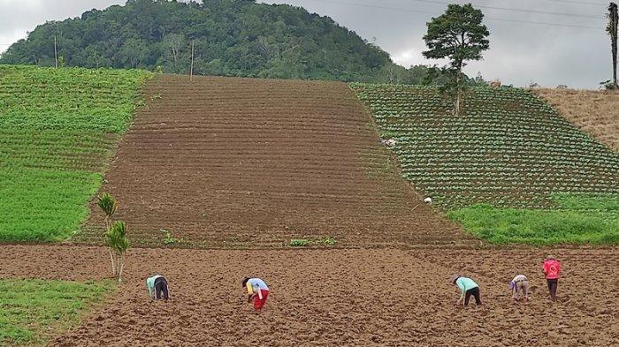 Petani mempersiapkan lahan untuk ditanami tanaman holtikultura di Kelurahan Rurukan, Tomohon. Sektor pertanian masih merupakan kontributor utama pertumbuhan ekonomi Sulawesi Utara.