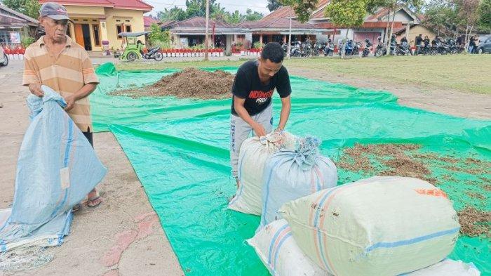Petani mengeringkan nilam di Bolmong, Sulawesi Utara, Minggu (24/11/2024).