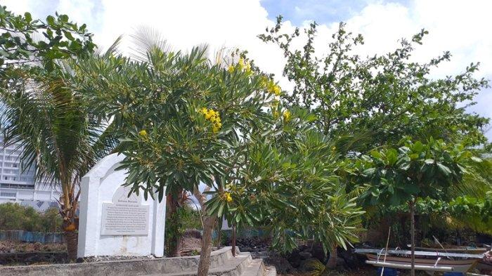 Pohon Tabebuya di God Bless Park, Manado, Sulawesi Utara, Sabtu (11/11/2023).