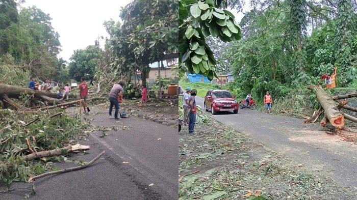 Pohon tumbang di jalan menuju Perum Bimoli Kelurahan Girian Indah Kecamatan Girian, Bitung, Jumat (27/12/2024).