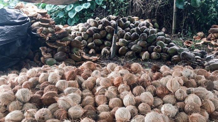 Foto Pribadi Wempi Londa
CERITA PETANI - Potret Sejumlah petani terlihat sedang memproses kelapa di sebuah bangsal sederhana di tengah perkebunan kelapa yang luas di Minahasa, Sulawesi Utara beberapa waktu lalu.