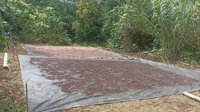 Potret buah cengkeh saat dijemur di perkebunan cengkeh di Gunung Batu Kembar, wilayah Atoga, Boltim.