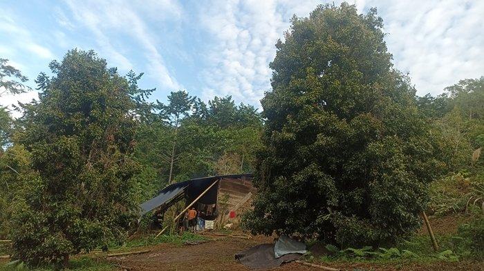 Potret di perkebunan cengkeh di Gunung Batu Kembar, wilayah Atoga, Boltim.