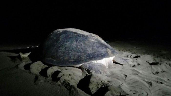 PANTAI TUTURUGA - Potret penyu bertelur di Pantai Tuturuga terletak di Desa Ranowangko II, Kecamatan Kombi, Kabupaten Minahasa, Sulawesi Utara.