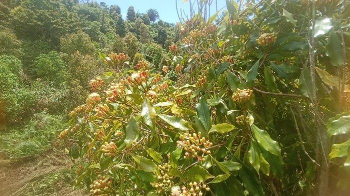 Potret-potret di perkebunan cengkeh di Gunung Batu Kembar, wilayah Atoga, Boltim. Mata dimanjakan dengan pemandangan indah lautan dan pegunungan.