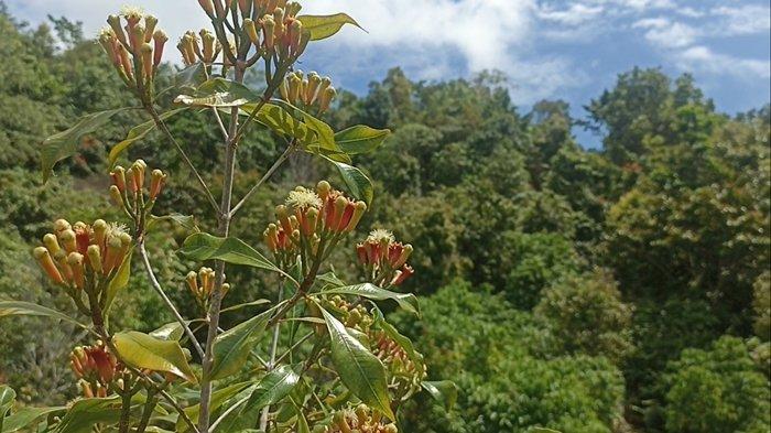 Potret-potret di perkebunan cengkeh di Gunung Batu Kembar, wilayah Atoga, Boltim. Mata dimanjakan dengan pemandangan indah lautan dan pegunungan.