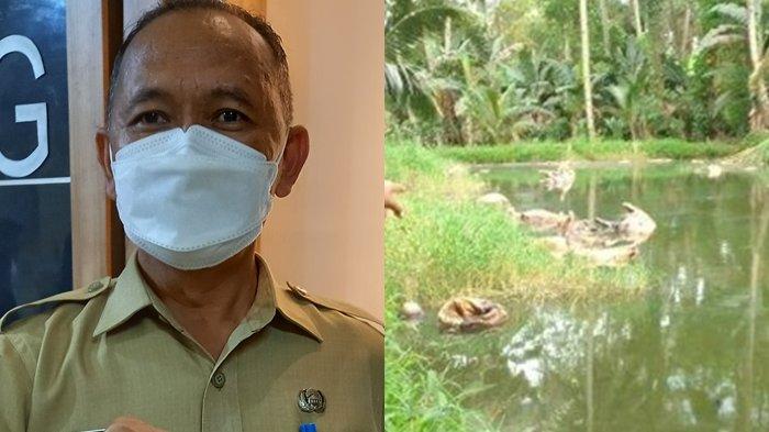 Kolase foto Puluhan Babi Mati dan Dibuang Sembarangan dan Kadis Pertanian Minut