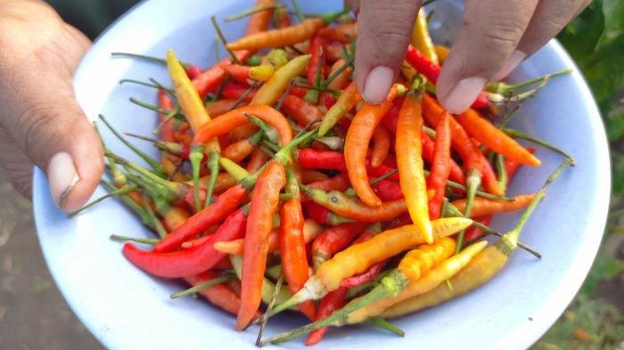 Rica siap panen dan persemaian bibit varietas Leleko dan Rica Don milik Efendy Singal di Desa Leleko, Kecamatan Remboken, Minahasa.