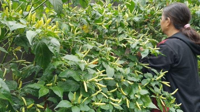 Rica siap panen dan persemaian bibit varietas Leleko dan Rica Don milik Efendy Singal di Desa Leleko, Kecamatan Remboken, Minahasa.